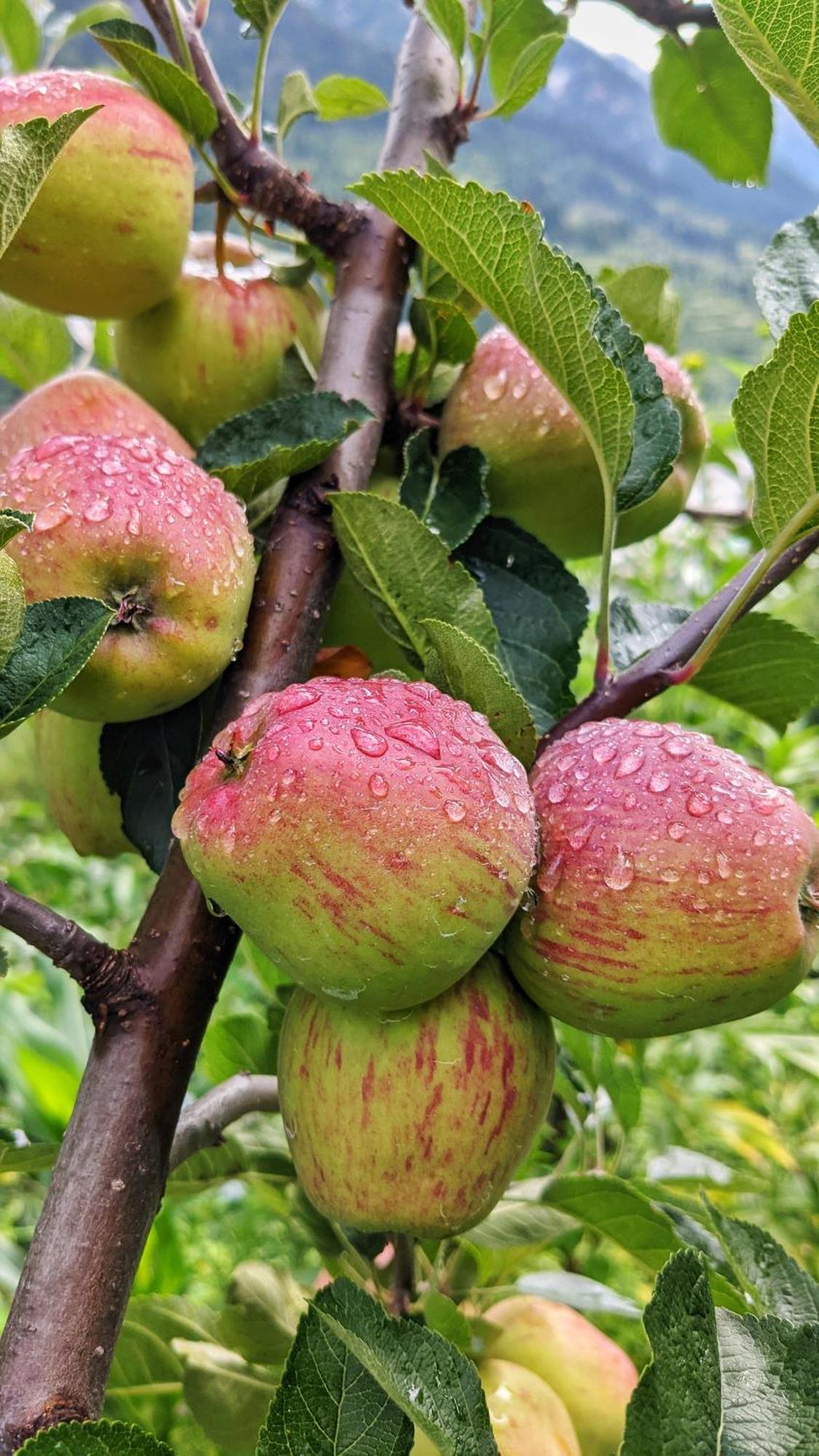 Golden Heritage Dharali Harsil Екстериор снимка
